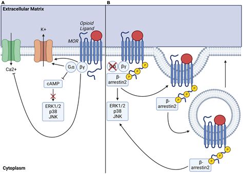 Receptor .